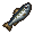Mackerel