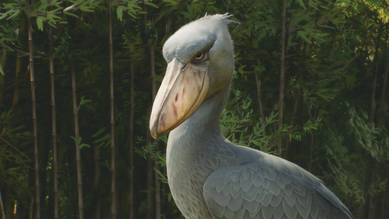 ハシビロコウの飼育エリアと体長 | Planet Zoo 2 Wiki