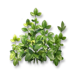 Creeping Fig