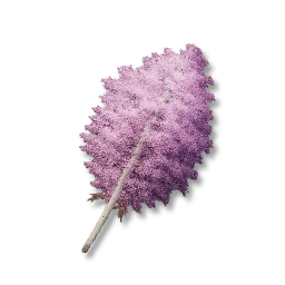 Pinkleaf Birch