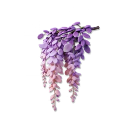 Wisteria