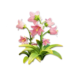 Pink Bellflower