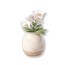 Potted Moth Orchid