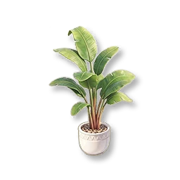 Potted Bird of Paradise