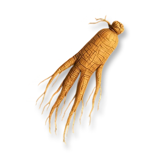 Dried Ginseng